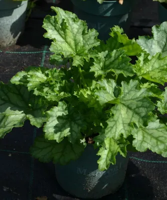 Żurawka 'Lime Swizzle'