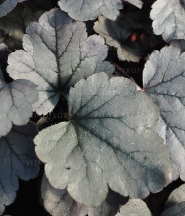 Żurawka 'Silver Gumdrop'