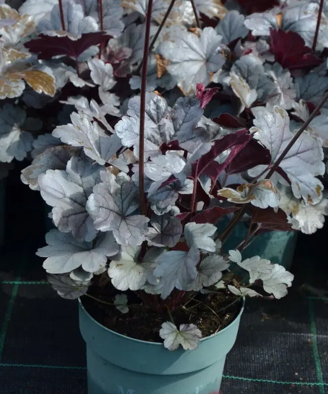 Żurawka 'Silver Gumdrop'