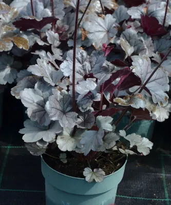 Żurawka 'Silver Gumdrop'