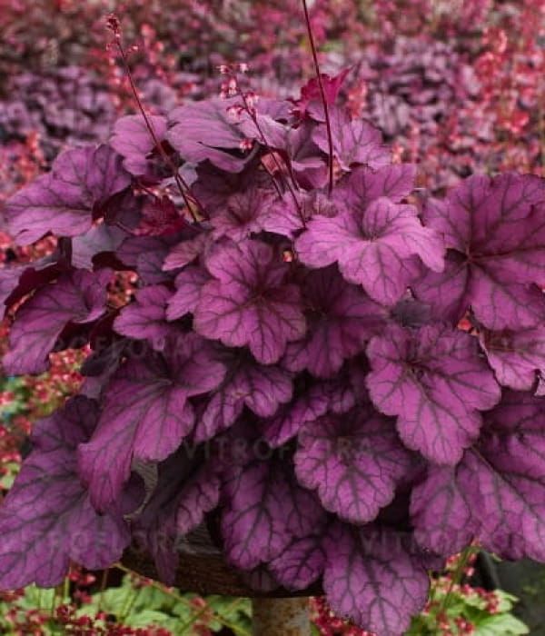 Żurawka 'Wild Rose'