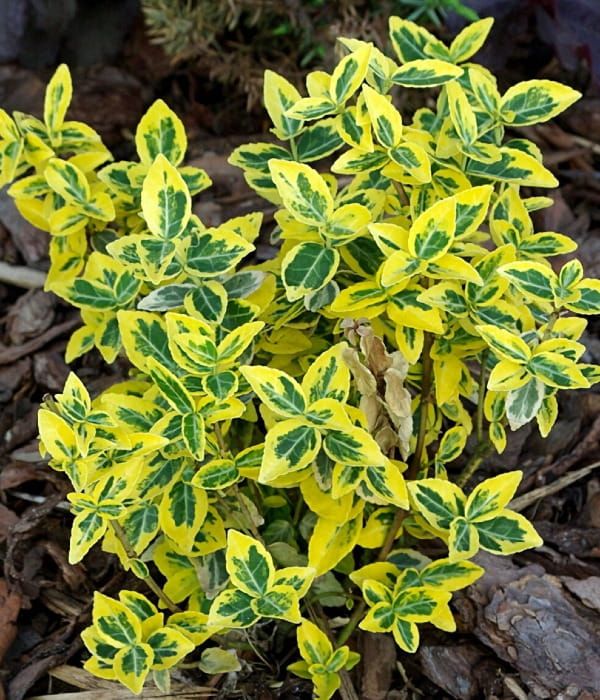 Trzmielina 'Emerald’n Gold'