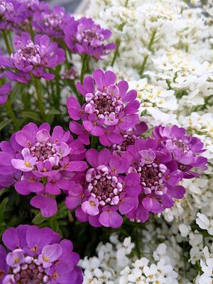 Ubiorek 'Absolutely Amethyst'