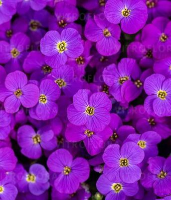 Żagwin 'Axcent™ Deep Purple Improved'