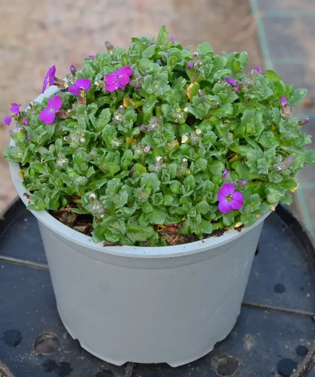 Żagwin 'Axcent™ Deep Purple Improved' sadzonka