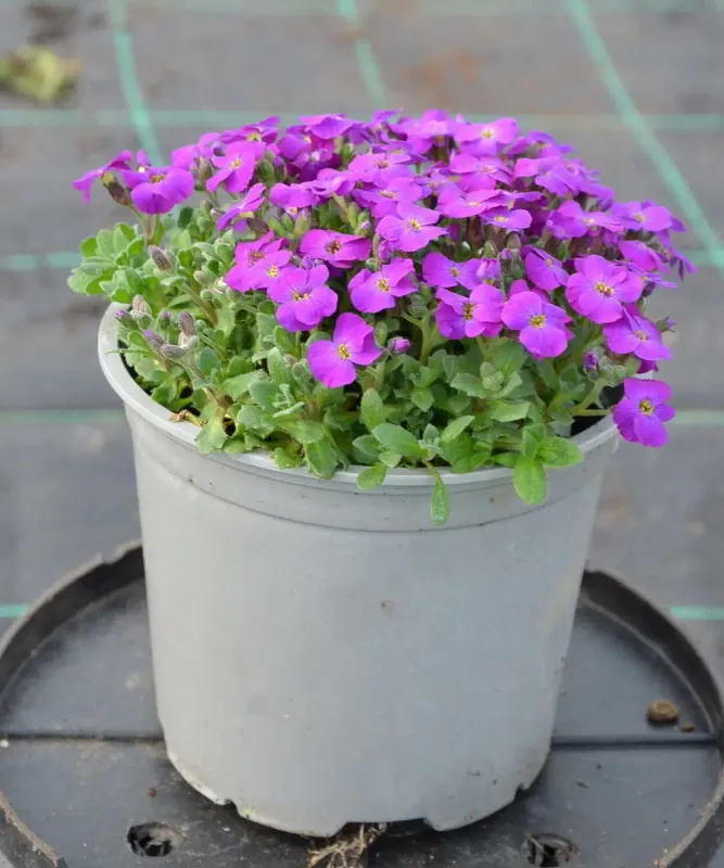 Żagwin 'Axcent™ Deep Purple Improved'-w doniczce