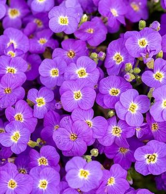 Żagwin 'Axcent™ Light Blue'