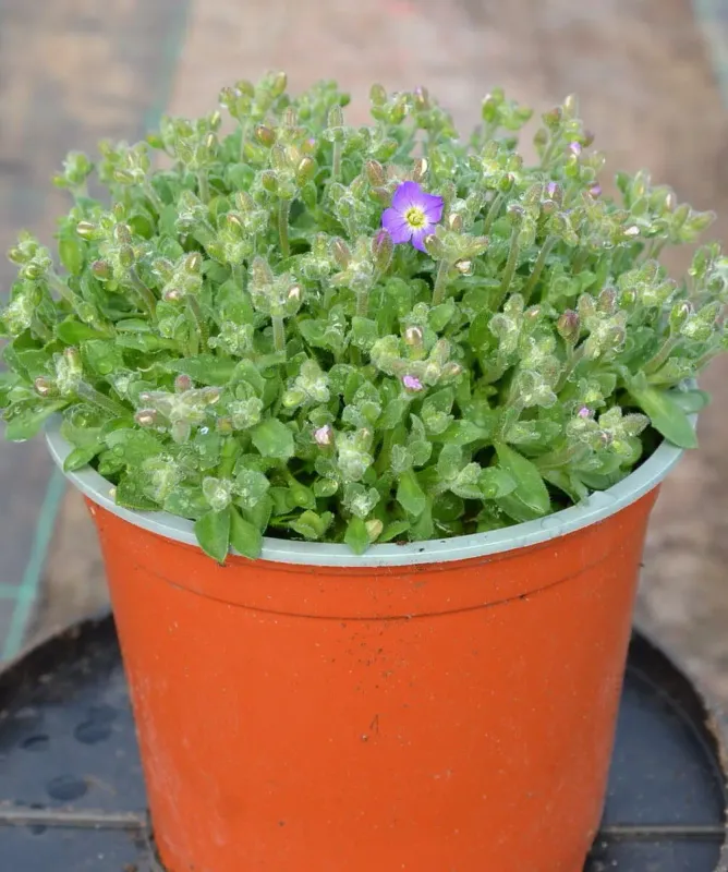 Żagwin 'Axcent™ Light Blue' sadzonka 