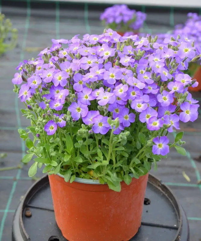 Żagwin 'Axcent™ Light Blue' - sadzonka w doniczce