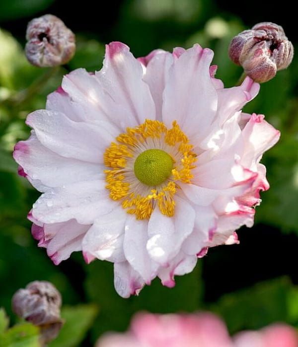 Zawilec Garden 'Breeze Pink Touch'