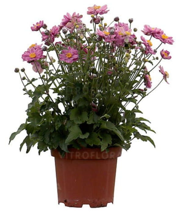 Zawilec 'Little Breeze Sweet'