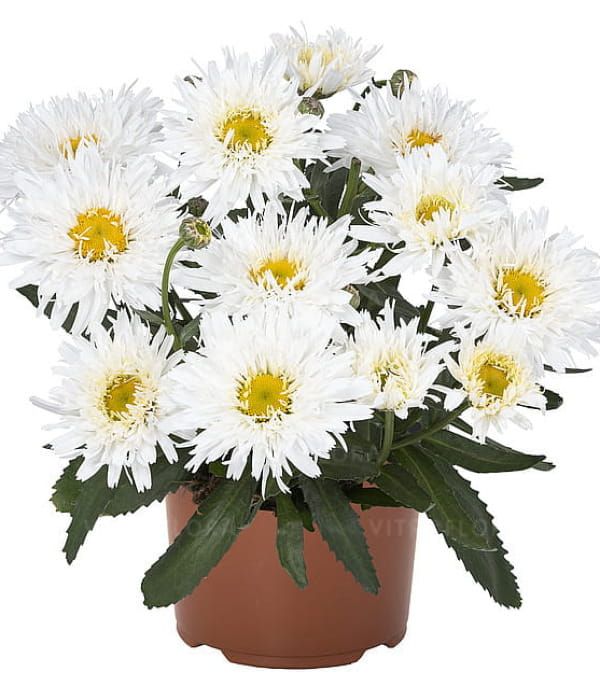 Złocień 'Sweet Daisy™ Rebecca'