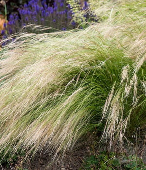 Ostnica Stipa tenuissima 'Pony Tails'