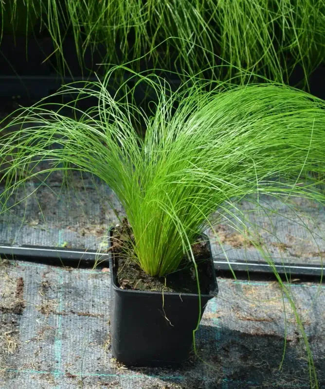 Ostnica Stipa  'Pony Tails'