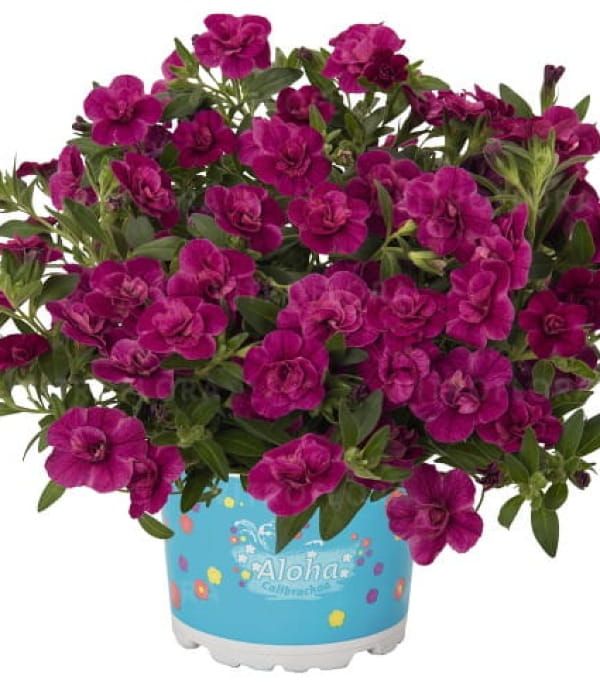 Calibrachoa Aloha 'Double Purple'