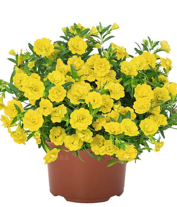 Calibrachoa 'Aloha Double Yellow'