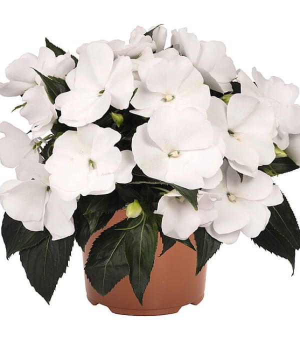 Niecierpek nowogwinejski Magnum 'Pure White'