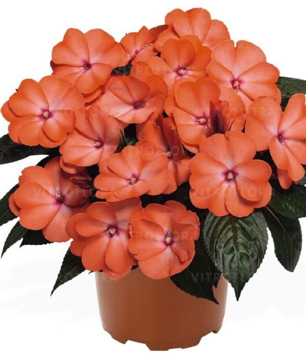 Niecierpek nowogwinejski Magnum 'Wild Salmon'