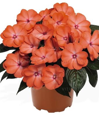 Niecierpek nowogwinejski Magnum 'Wild Salmon'