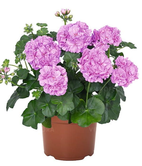 Pelargonia bluszczolistna 'Great Balls of Fire™ Lavender Atlantic'