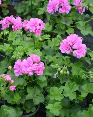 Pelargonia bluszczolistna Lavender Atlantic