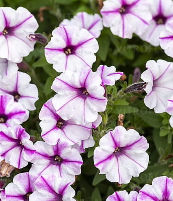 Petunia 'Bubbles Butterfly'
