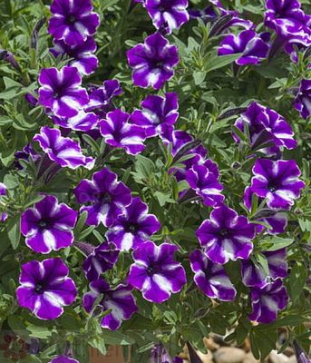 Petunia Bubbles 'Lavender Twist'