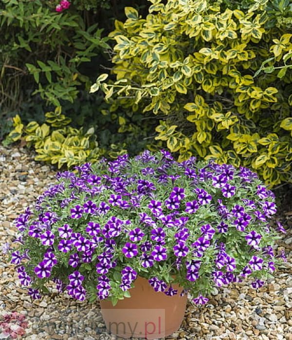 Petunia Bubbles 'Lavender Twist' pokrój wiszący