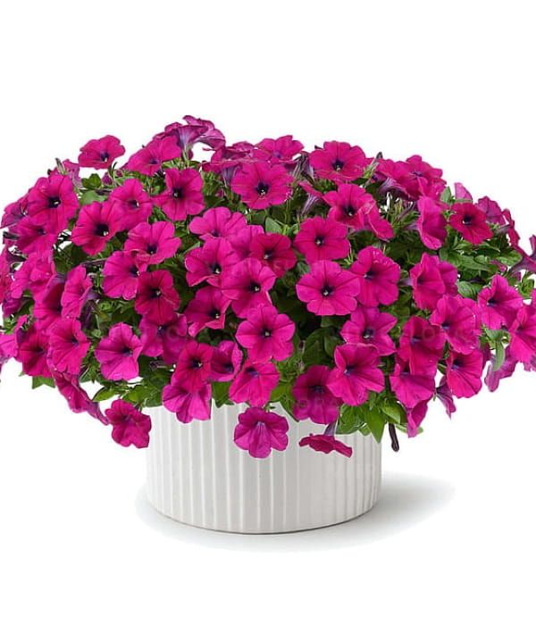 Petunia 'Capella Burgundy'