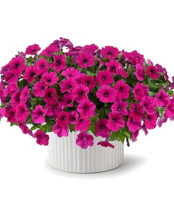 Petunia 'Capella Burgundy'