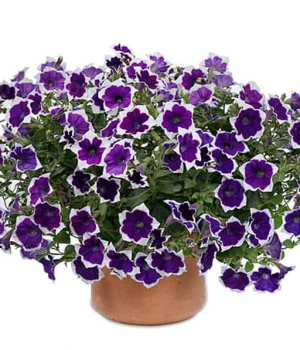 Petunia 'Cascadias Rim Violet Imp'