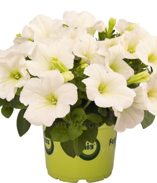 Petunia Sweetunia™ White