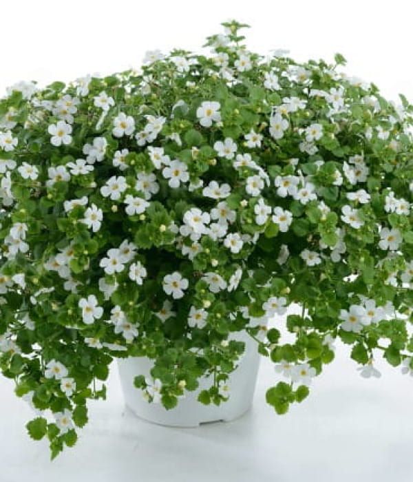 Bacopa  Gulliver Dynamic Whitech