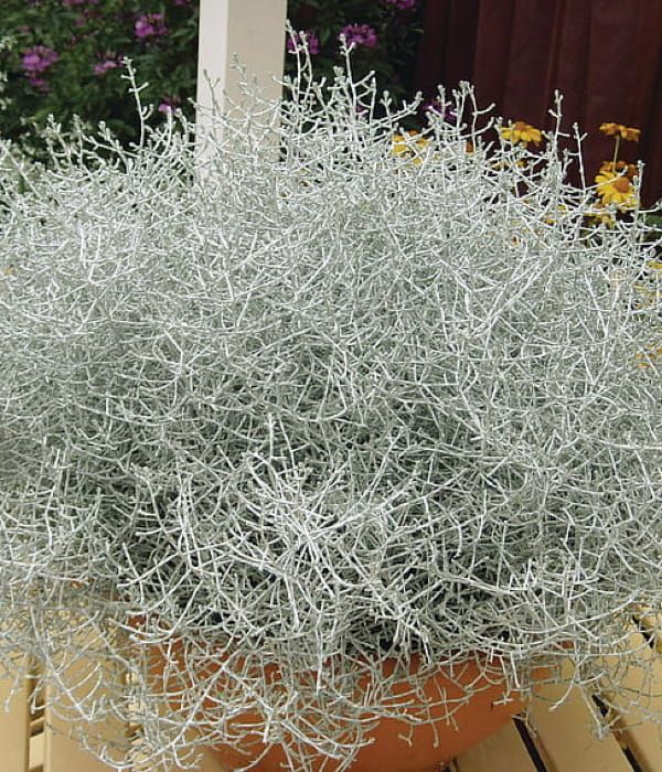 Calocephalus brownii