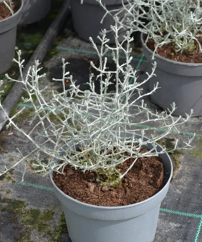 Calocephalus brownii sadzonka