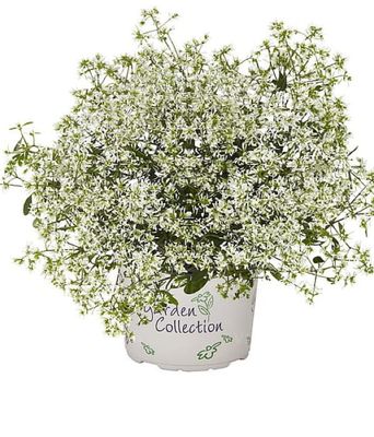 Euphorbia Star Dust Super Flash