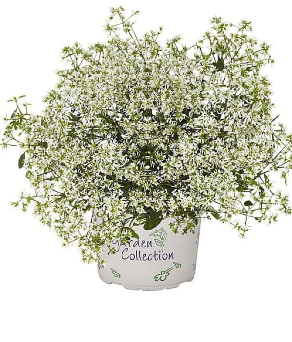 Euphorbia Star Dust Super Flash