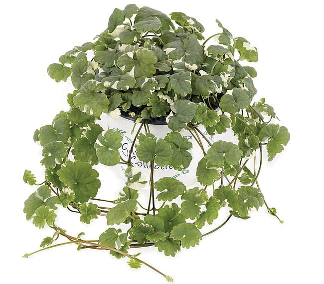 Glechoma hederacea Variegata