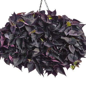 Ipomoea batatas Black Heart