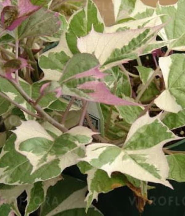 Ipomoea batatas Colored Leafs