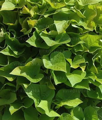 Ipomoea batatas Yellow - mocno zwisająca