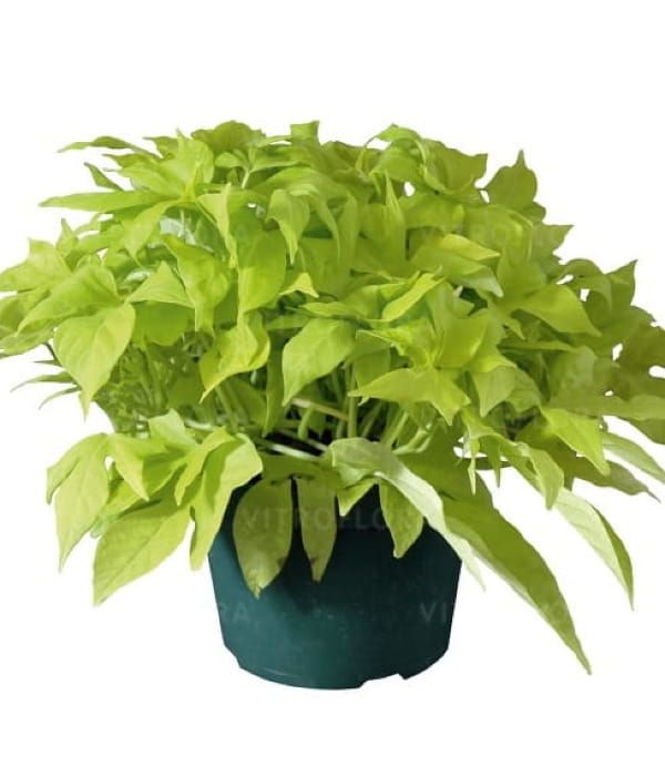 Ipomoea batatas Bright Ideas Lime