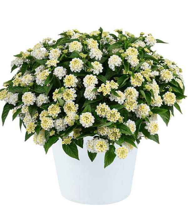 Lantana camara Gem Pearl