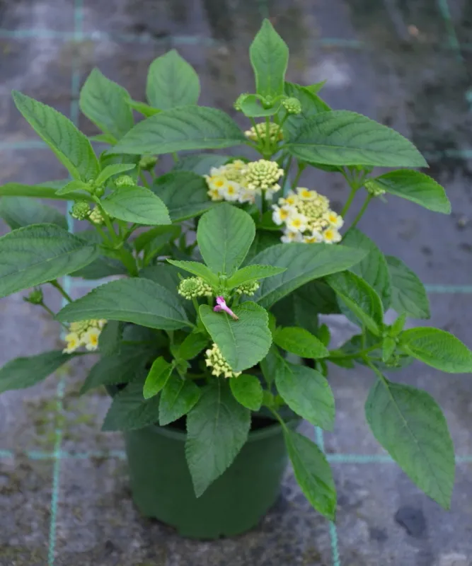 Lantana camara Gem Pearl - sadzonka
