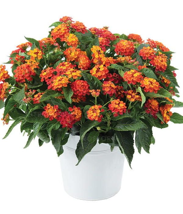 Lantana camara Gem Ruby