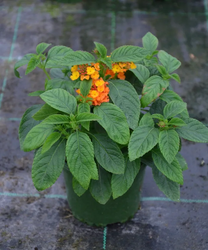 Lantana camara Gem Ruby - sadzonka