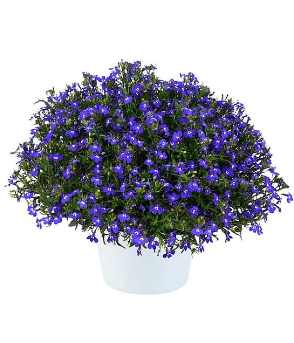 Lobelia erinus Glow Blue Volt