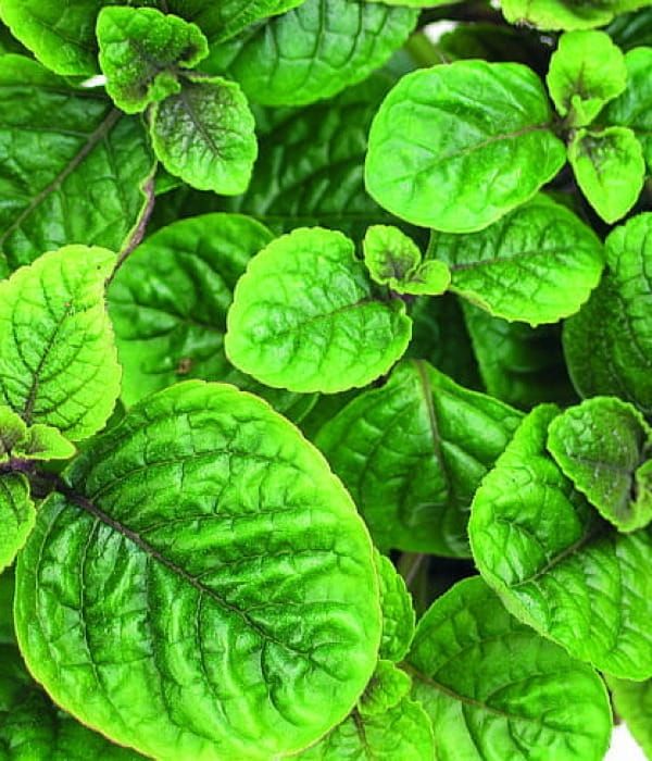 Plectranthus coleoides Nico , komarowiec