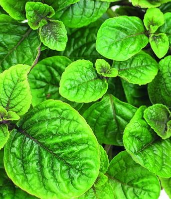 Plectranthus coleoides Nico , komarowiec