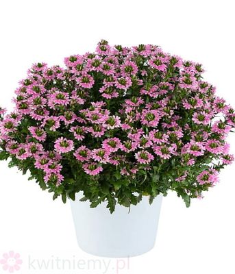 Scaevola aemula Touch Baby Pink